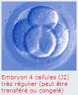 Embryon 4 cellules (J2) très régulier (peut être transféré ou congelé)